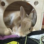 12940801_523393581173444_777392325_a