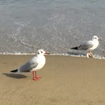 11252746_830180480437548_1090001617_a