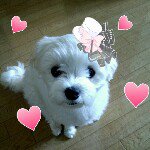 11909141_1134196949942084_984598446_a