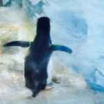 12120333_910484232375965_345673549_a