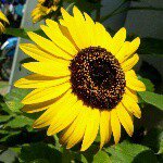 11334509_1592473591006242_442096869_a