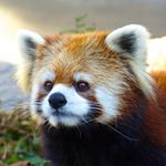 12353196_770879036388846_399017001_a