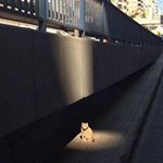 13126718_1708016442780450_1848725419_a