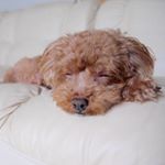 11356003_1473494629630595_949988947_a