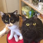 13118131_855340834567522_1193952322_a