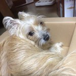 10995070_1665707380323458_1932591929_a