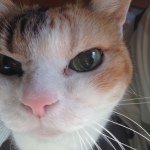 924702_1545358699071227_1390240856_a