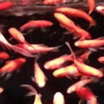 10963937_1590895777812235_2042073989_a