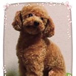 13102582_999843680099368_221734016_a