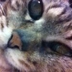 10735243_559271150870530_1686063227_a