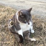 12748450_199642330398263_1952729214_a