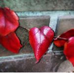 1389616_210489852643587_707471980_a