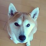 12907377_222211734802512_1083440658_a