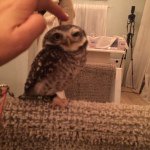 10995179_398376207010916_787829982_a