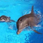 10986024_724286164357967_630493806_a