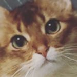 12628113_859080530880070_162650672_a