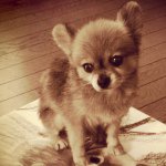 10522220_743927355643959_1281183032_a