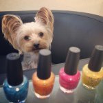 10903500_1546046462321624_1280434525_a