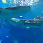 12783363_1709014692707724_853698772_a