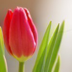 11809895_428075370712839_322782607_a