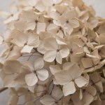 10432033_1517889315119904_2117676870_a