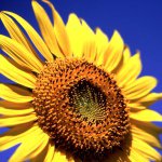 11244531_715888981867447_805014761_a