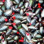 13118212_933443206754948_223977786_a