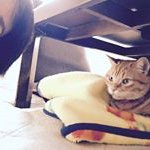 12063242_1529601683998412_1172374784_a