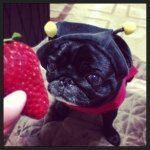 11352280_425198544333536_701144267_a