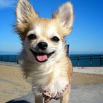 12547618_956684287702882_1191318705_a