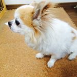 11881607_889437184475060_883627642_a