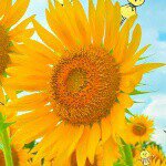 10691898_859876037378313_170779085_a