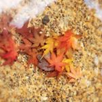 12362323_336779486492444_873233999_a