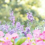 12093365_631333900302634_1734760012_a