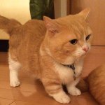 10597312_701809649911615_194033841_a