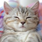 12328456_197260107307018_670911358_a