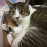 10852903_1377863672510076_1644506884_a