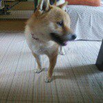 10958476_1635167206724850_1288485055_a