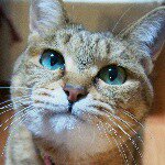 11024397_1402633176717992_1904929973_a