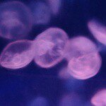 11325711_573096922830529_2067878597_a