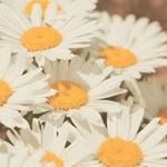 12965720_268179233517006_915393784_a