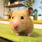 12935062_684856688284764_697606858_a