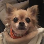 12751444_1668691306733130_1178057364_a