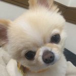 11117087_1626029357617393_817495716_a