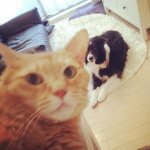 11007774_1425925684366711_1777618695_a