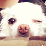 10809484_1517015948570965_1731169553_a