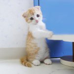 10724714_807952139227271_1153062566_a