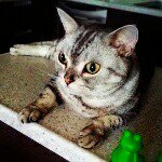 10808463_321033931413555_1910157169_a