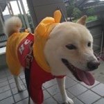 10472045_1434335150179144_1643967361_a