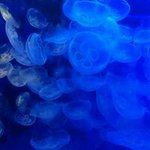 10802450_597323913706879_2024153796_a